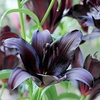 Lily Bulbs - Black Jewel