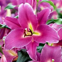Lily Bulbs - Blue Wonder