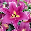 Lily Bulbs - Blue Wonder