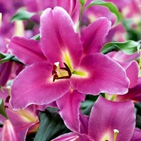 Lily Bulbs - Blue Wonder