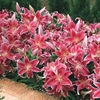 Lily Bulbs - Dazzler