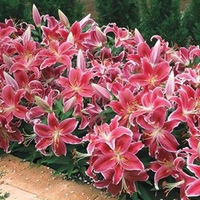 Lily Bulbs - Dazzler