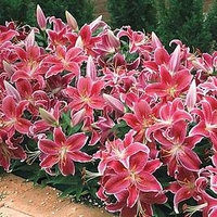 Lily Bulbs - Dazzler