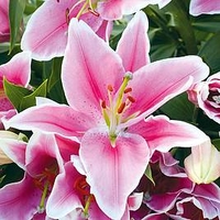 Lily Bulbs - Defender Pink