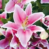 Lily Bulbs - Defender Pink