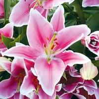 Lily Bulbs - Defender Pink