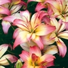 Lily Bulbs - Delicate Joy