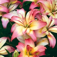 Lily Bulbs - Delicate Joy