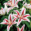 Lily Bulbs - Dizzy