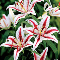 Lily Bulbs - Dizzy