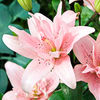 Lily Bulbs - Elodie