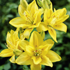 Lily Bulbs - Fata Morgana