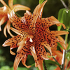 Lily Bulbs - Flore Pleno