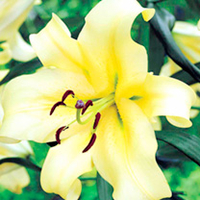 Lily Bulbs - Honeymoon