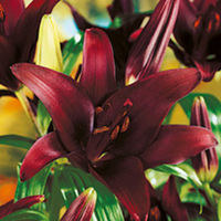 Lily Bulbs - Landini