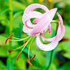 Lily Bulbs - Lankongense