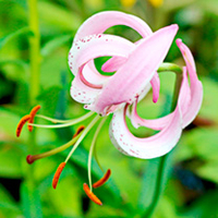 Lily Bulbs - Lankongense