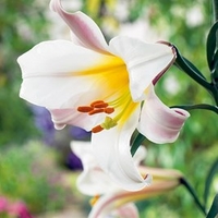 Lily Bulbs - Mr Cas