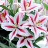 Lily Bulbs - Oriental Dizzy