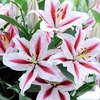 Lily Bulbs - Oriental Dizzy