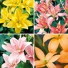 Lily Bulbs - Pollen-Free Collection