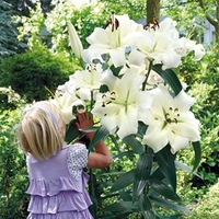 Lily Bulbs - Pretty Woman