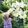 Lily Bulbs - Pretty Woman