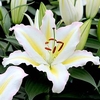 Lily Bulbs - Primrose Hill