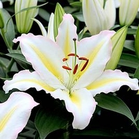 Lily Bulbs - Primrose Hill