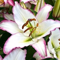 Lily Bulbs - Purple Fountain