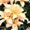 Lily Bulbs - Splendid Joy