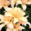 Lily Bulbs - Splendid Joy