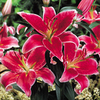 Lily Bulbs - Stargazer