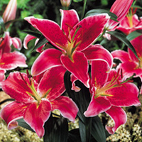 Lily Bulbs - Stargazer