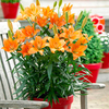 Lily Bulbs - Tailor Made