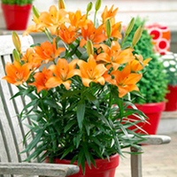 Lily Bulbs - Tailor Made