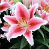 Lily Bulbs - Tasman