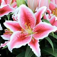 Lily Bulbs - Tasman