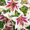 Lily Bulbs - Tree Collection