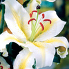 Lily Bulbs - Venezuela