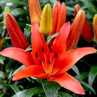 Lily Kings Joy