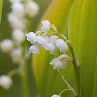 Lily of the Valley - Convallaria Majalis