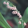 Lily of the valley