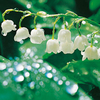 Lily of the Valley