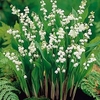Lily of the Valley Bulbs
