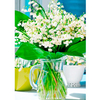 Lily of the Valley Plant