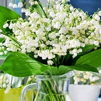 Lily of the Valley Plants