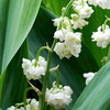 Lily of the Valley Prolificans Plants