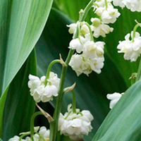 Lily of the Valley Prolificans Plants