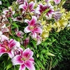 Lily Oriental - The Perfume Garden
